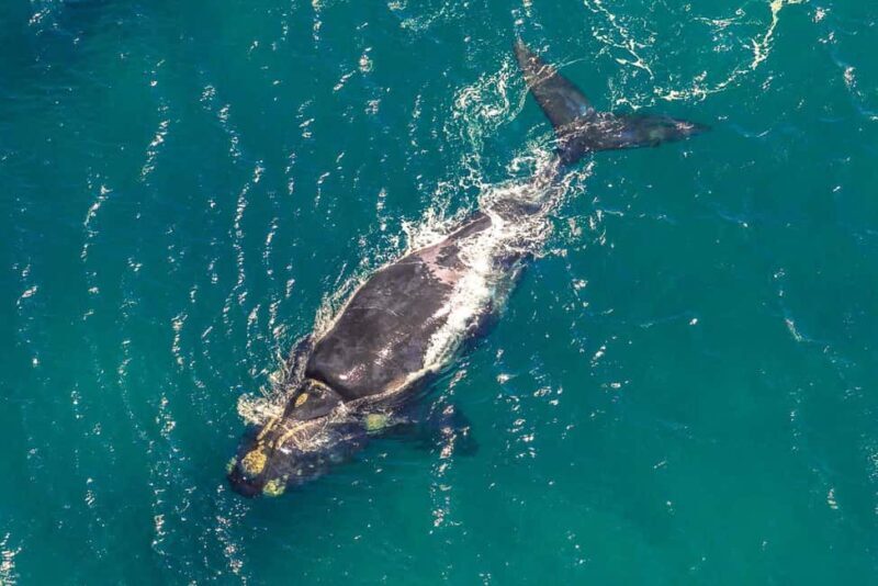 Hermanus Whale Watching Full day Shared Tour,From Cape Town - An In-Depth Look at the Tour Experience