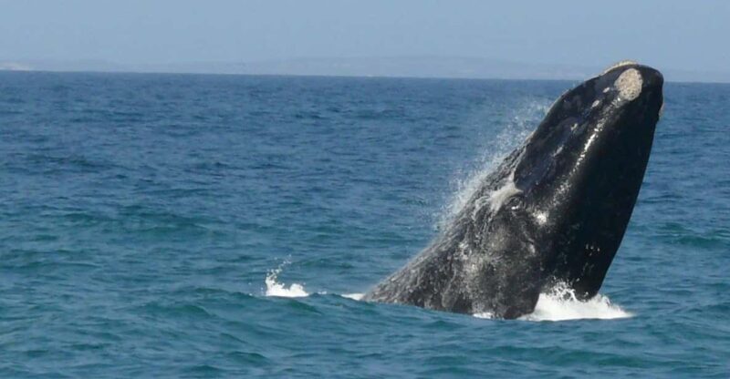 Hermanus Whale Watching Full day Shared Tour,From Cape Town - FAQ