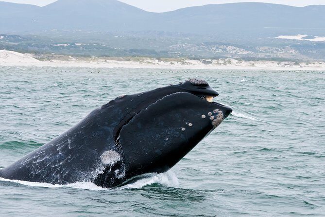 Hermanus Whale Watching & Penguins Shared Tour from Cape Town - Key Points