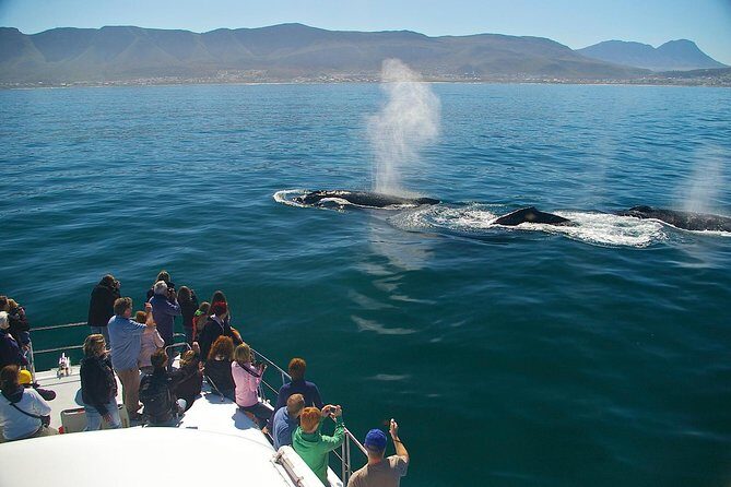 Hermanus Whale Watching & Penguins Shared Tour from Cape Town - Who Is This Tour Best For?