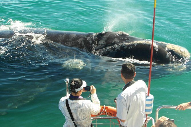 Hermanus Whale Watching & Penguins Shared Tour from Cape Town - FAQs