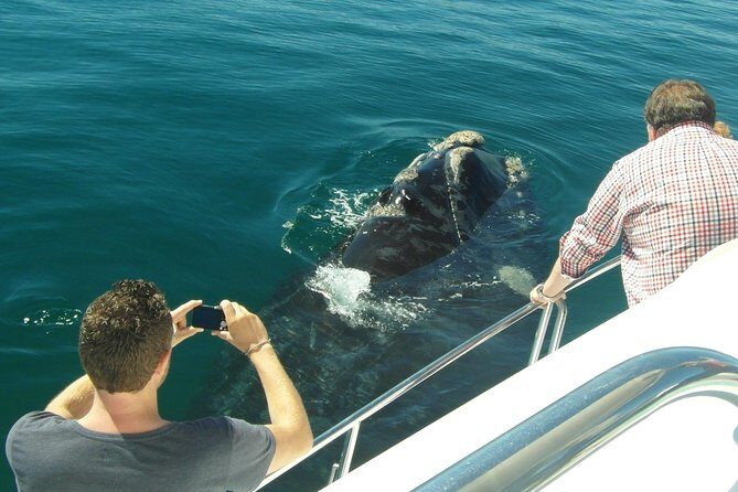 Hermanus Whale Watching & Penguins Shared Tour from Cape Town - Final Thoughts
