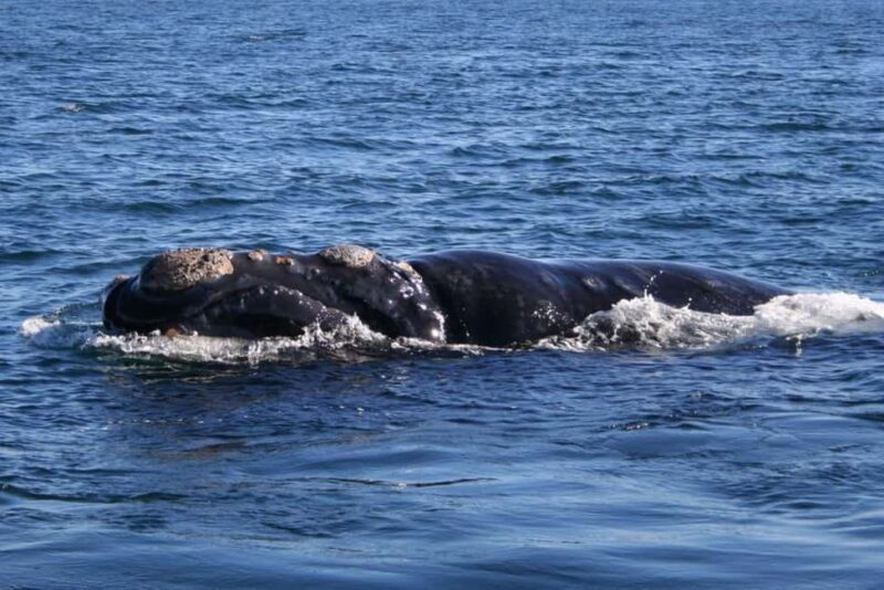 Hermanus: Whale Watching Tour with Penguin Colony Visit - Final Thoughts