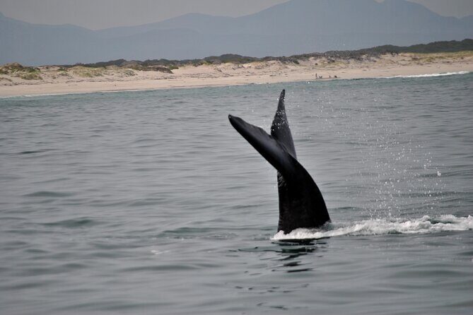 Hermanus Whales and Wine Full Day Private Tour - An Overview of the Tour Experience