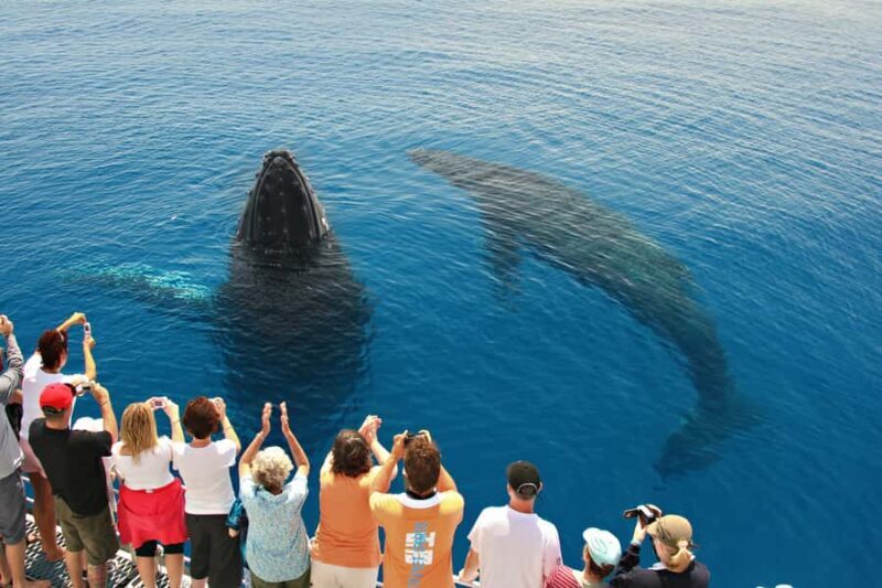 Hervey Bay 4-Hour Whale Watch Encounter - Introduction