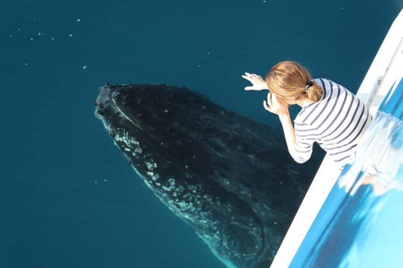 Hervey Bay 4-Hour Whale Watch Encounter - Key Points