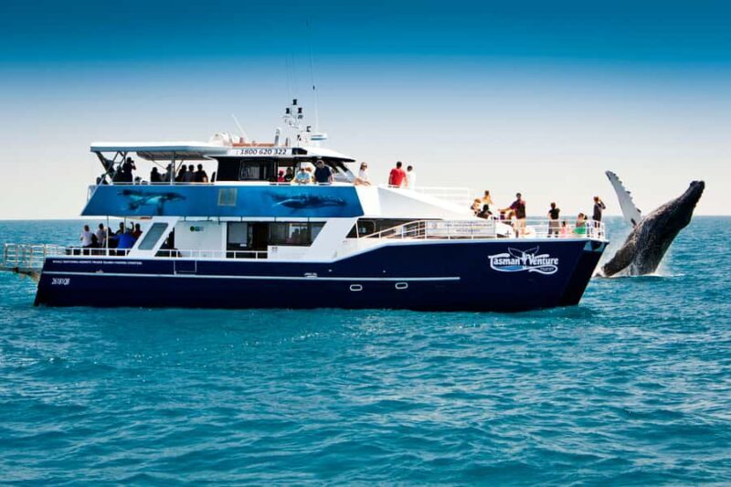 Hervey Bay 4-Hour Whale Watch Encounter - Practical Information and Logistics