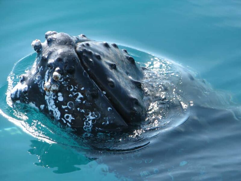 Hervey Bay 4-Hour Whale Watch Encounter - Who Will Love This Tour?