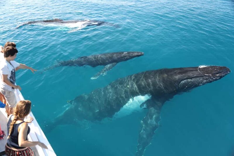 Hervey Bay 4-Hour Whale Watch Encounter - The Sum Up