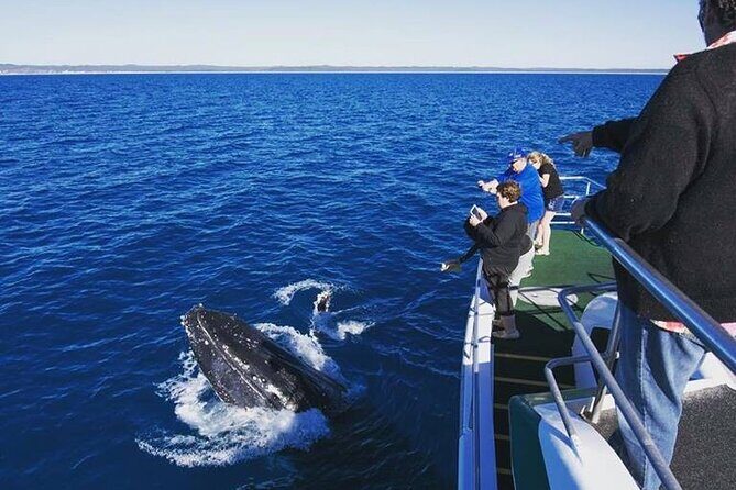 Hervey Bay: Best Value Half Day Whale Watching Cruise - Introduction to the Experience