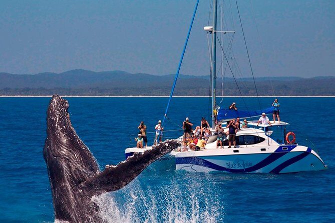 Hervey Bay: Best Value Half Day Whale Watching Cruise - Experience Reviews in Context