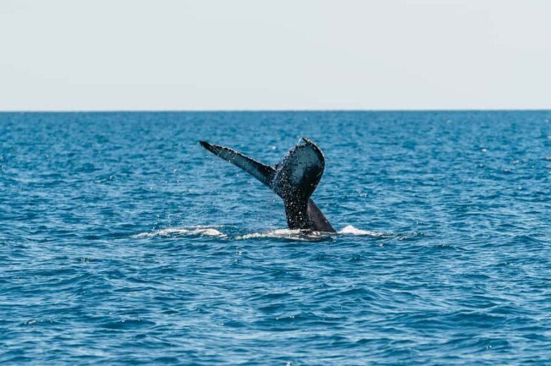 Hervey Bay: Exclusive Whale Watch Encounter - An In-Depth Look at the Hervey Bay Whale Watch Tour