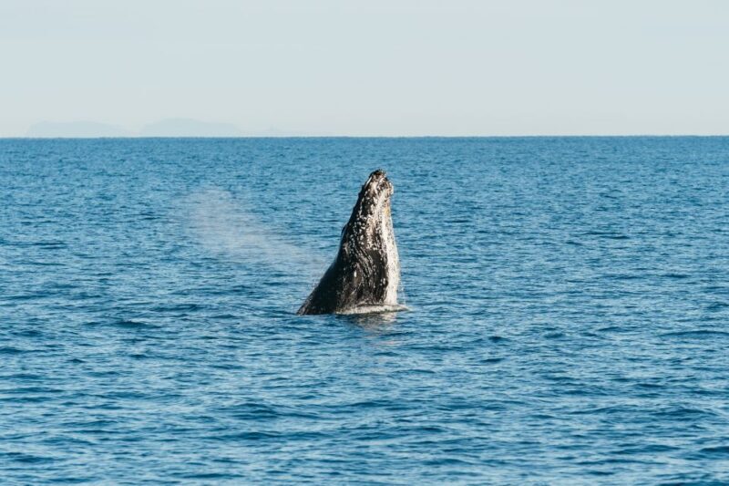 Hervey Bay: Exclusive Whale Watch Encounter - Final Words