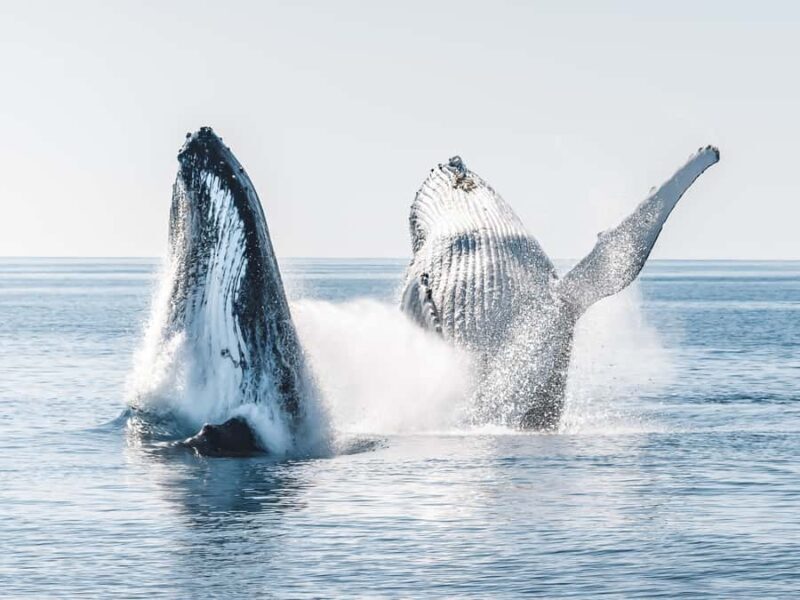 Hervey Bay: Half-Day Whale and Island Adventure by Boat - An Overview of the Experience