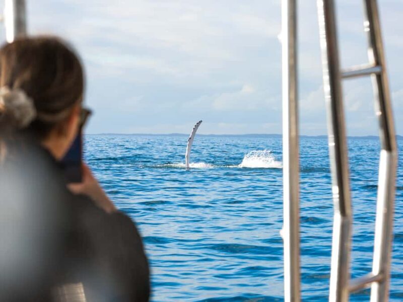 Hervey Bay: Half-Day Whale and Island Adventure by Boat - FAQs