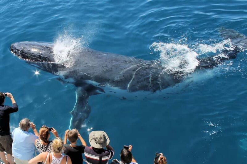 Hervey Bay: Half-Day Whale Watching Cruise - Key Points