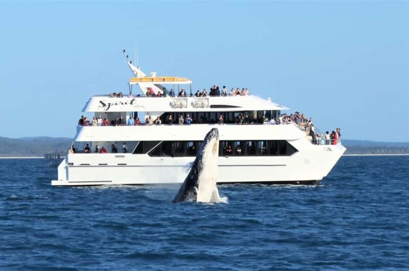Hervey Bay: Half-Day Whale Watching Cruise - A Comfortable and Well-Equipped Boat