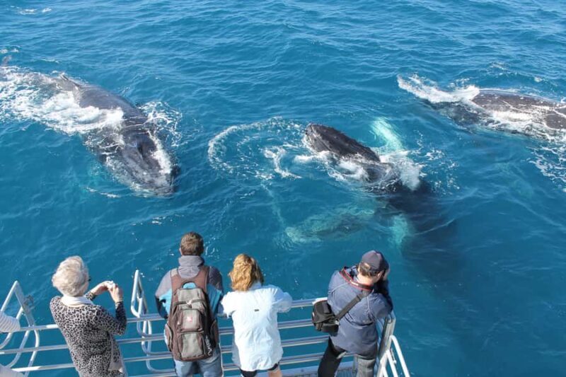 Hervey Bay: Half-Day Whale Watching Cruise - The Itinerary and What to Expect