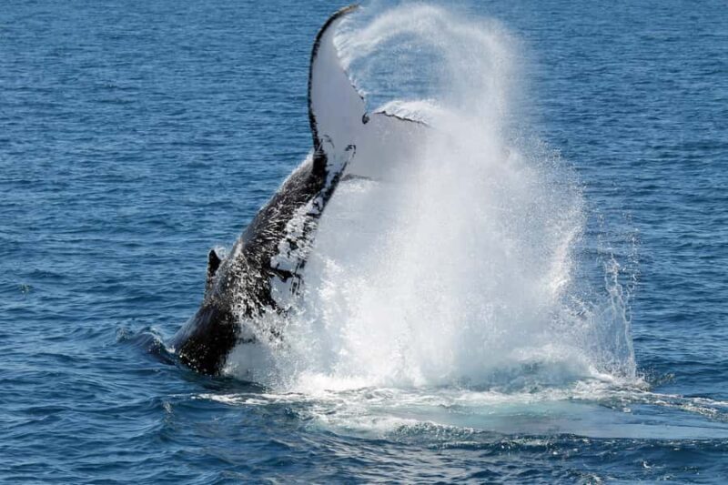 Hervey Bay: Half-Day Whale Watching Cruise - The Value of This Whale-Watching Tour