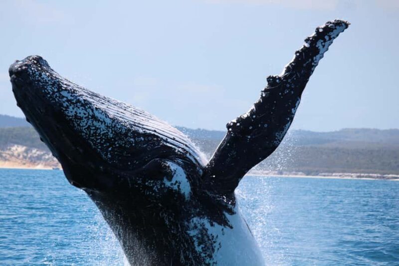 Hervey Bay: Half-Day Whale Watching Cruise - Who Will Enjoy This Tour?