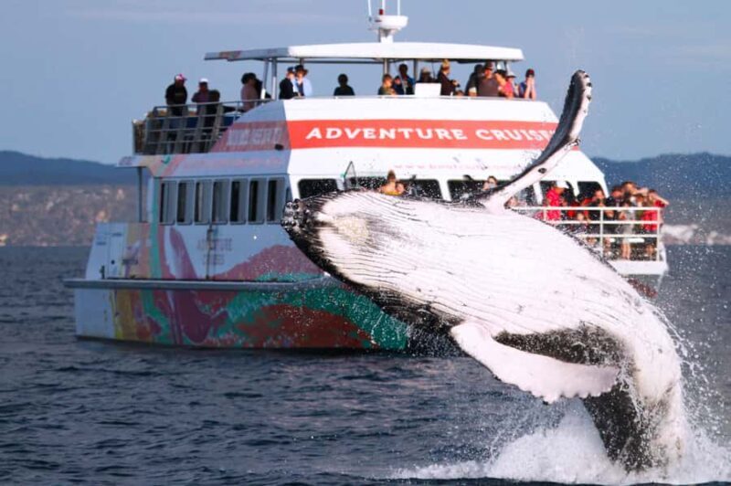Hervey Bay: Half-Day Whale-Watching Cruise - Introduction