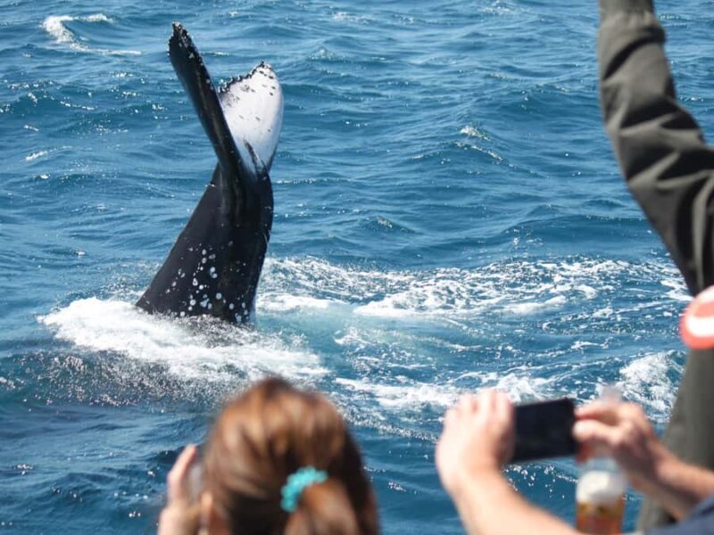 Hervey Bay: Half-Day Whale-Watching Cruise - What to Expect on the Tour