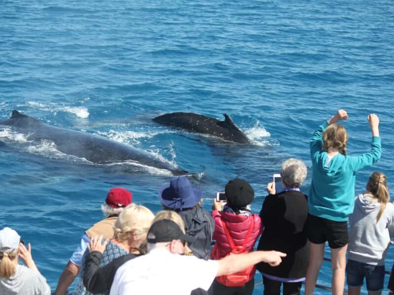 Hervey Bay: Half-Day Whale-Watching Cruise - The Sum Up