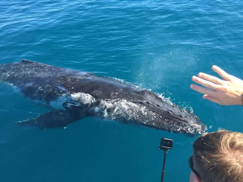 Hervey Bay: Half-Day Whale-Watching Cruise - FAQ