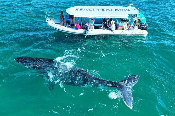 Hervey Bay: Half Day Whale watching & Island Stop Tour - Hervey Bay: Half Day Whale Watching & Island Stop Tour — An Authentic, Family-Friendly Adventure
