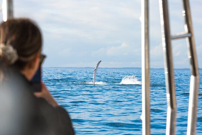 Hervey Bay: Half Day Whale watching & Island Stop Tour - An In-Depth Look at the Hervey Bay Whale & Island Tour