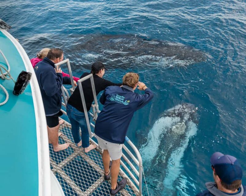 Hervey Bay: Humpback Whale-Watching Half-Day Cruise - Key Points