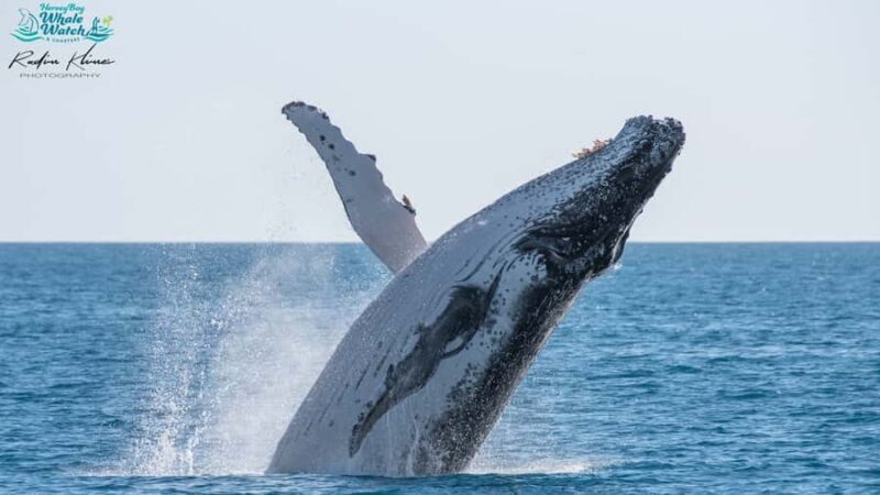 Hervey Bay: Humpback Whale-Watching Half-Day Cruise - The Reviewers’ Perspective — What They Loved