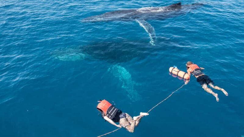 Hervey Bay: Humpback Whale-Watching Half-Day Cruise - The Sum Up