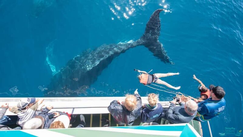 Hervey Bay: Humpback Whale-Watching Half-Day Cruise - FAQ