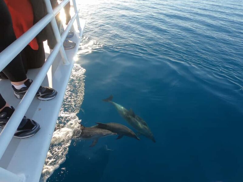 Hervey Bay: Pre-season Whale and Dolphin Watching Cruise - Authentic Experiences & Genuine Feedback