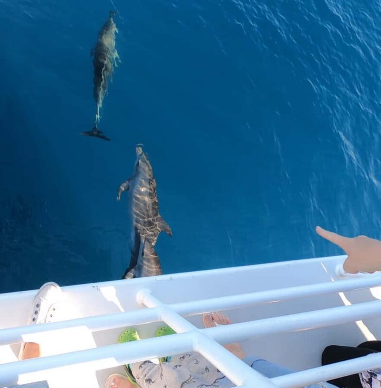 Hervey Bay: Pre-season Whale and Dolphin Watching Cruise - Practical Details & Tips
