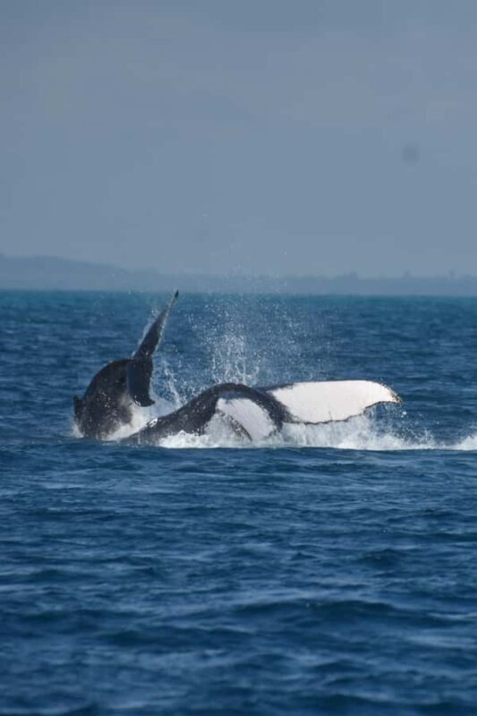 Hervey Bay: Pre-season Whale and Dolphin Watching Cruise - Final Thoughts