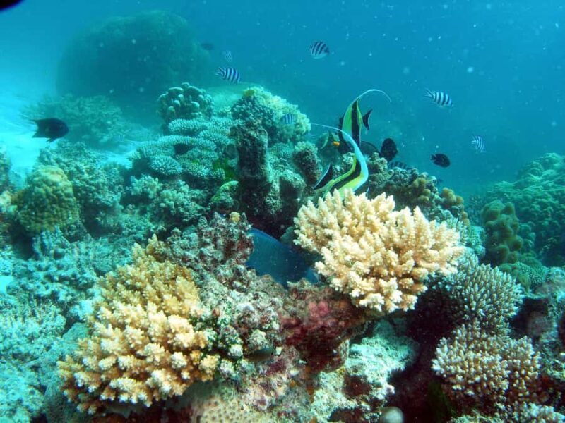 Hervey Bay: Turtle Discovery Eco Tour - FAQ