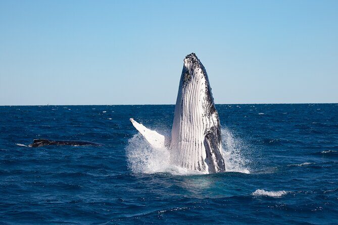Hervey Bay Ultimate Whale Watching Cruise - The Tour Overview and What Sets It Apart