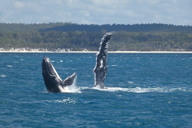 Hervey Bay Ultimate Whale Watching Cruise - Authentic Experiences from Fellow Travelers