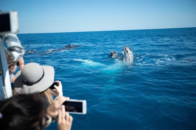 Hervey Bay Ultimate Whale Watching Cruise - Guides and Conservation
