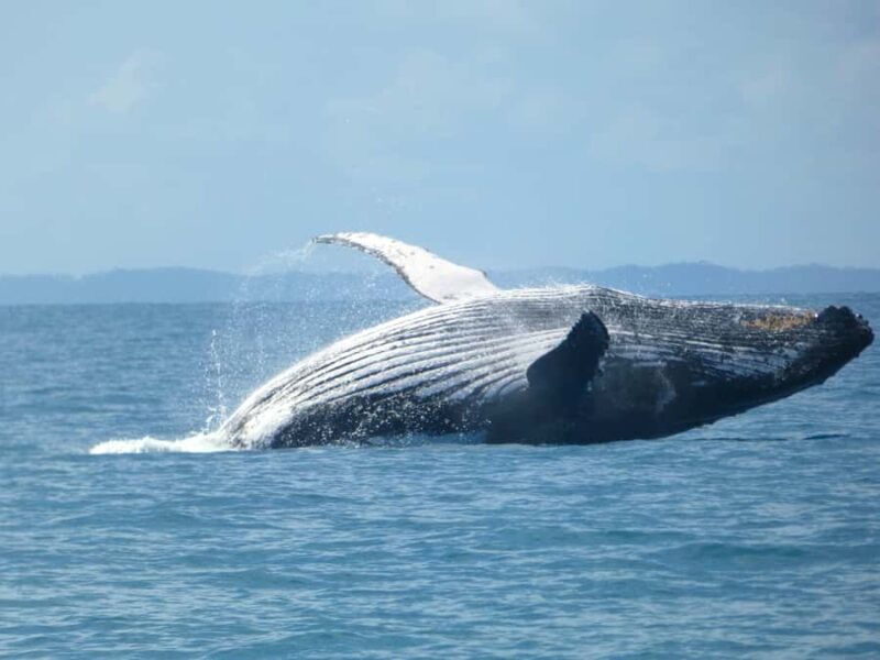 Hervey Bay: Ultimate Whale Watching Experience - Key Points