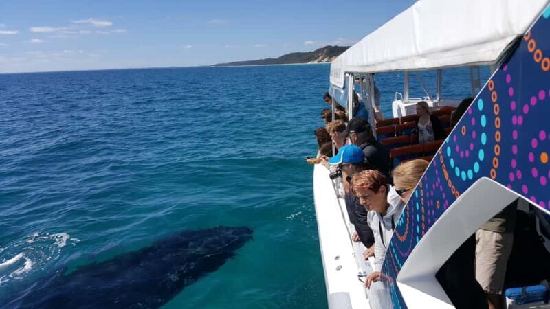 Hervey Bay: Ultimate Whale Watching Experience - A Closer Look at the Experience