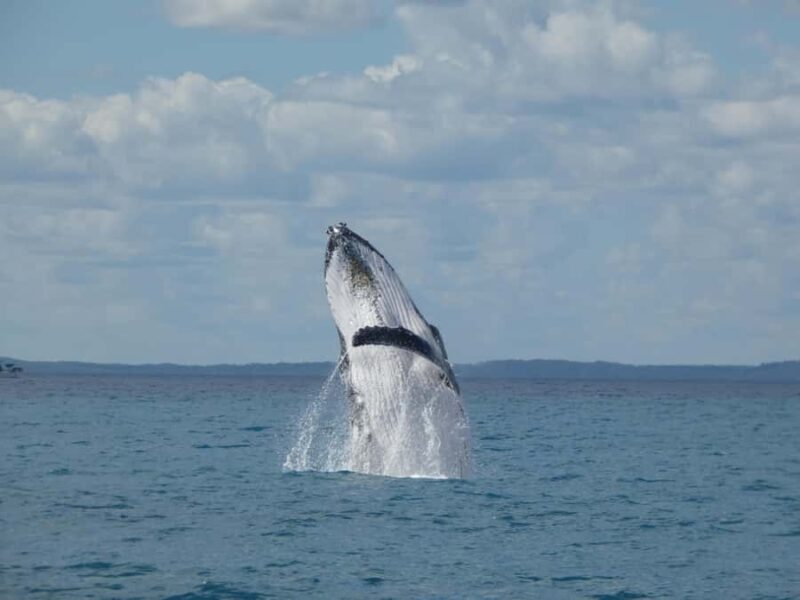 Hervey Bay: Ultimate Whale Watching Experience - The Verdict: Who Will Love This Tour?