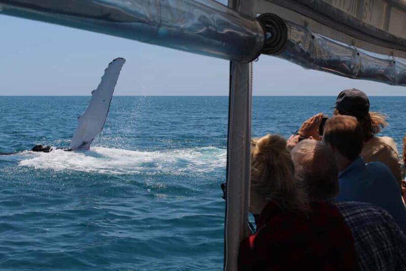 Hervey Bay: Ultimate Whale Watching Experience - Frequently Asked Questions