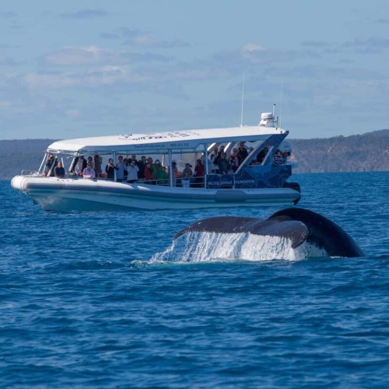 Hervey Bay: Ultimate Whale Watching Experience - Final Thoughts