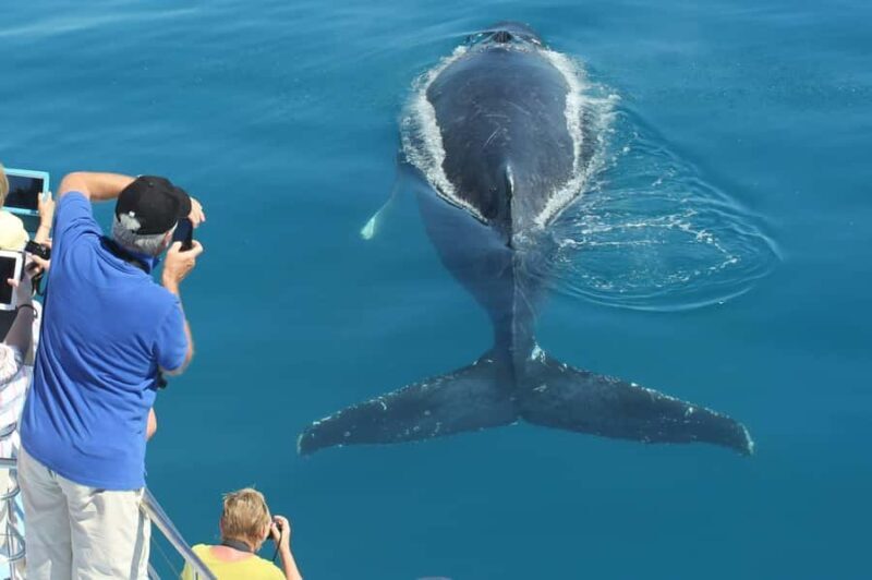 Hervey Bay Whale Odyssey Cruise - Key Points