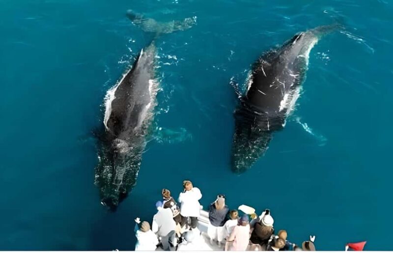 Hervey Bay Whale Odyssey Cruise - An Introduction to the Hervey Bay Whale Odyssey
