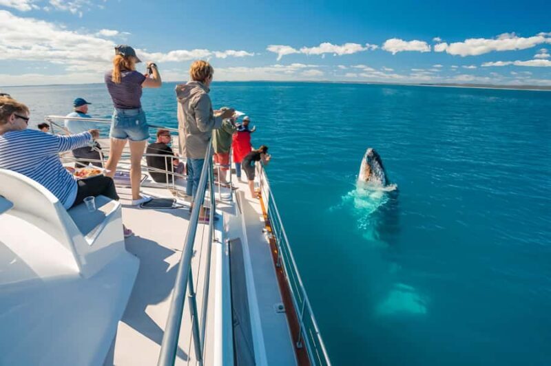 Hervey Bay Whale Odyssey Cruise - Food and Amenities: A Major Plus