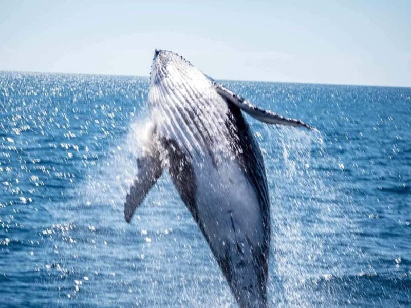 Hervey Bay Whale Odyssey Cruise - The Experience for Different Types of Travelers